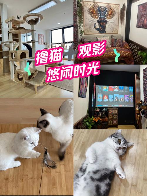 意大利伦理片的相关介绍