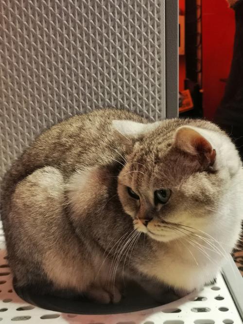 酷猫影院在线观看 - 最新热播剧免费追剧平台，高清无广告观影体验